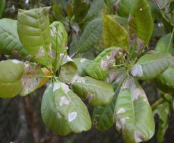 Leaf miner initial damage