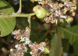 Mealy bug (Ferrisia virgata) on inflorescence