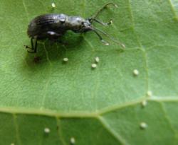 Myllocerus sp.