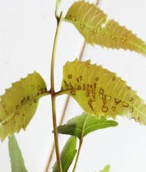 Neem - alternate host for TMB