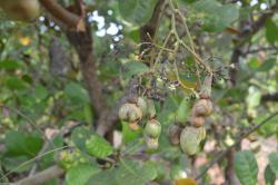 Nuts showing thrips infestation
