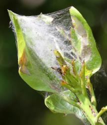 Orthaga sp. leaf webber