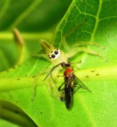 Spider predating on TMB