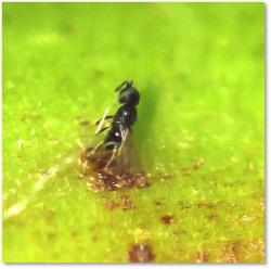Telenomus sp. parasitizing TMB eggs