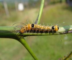 Undetermined sp.