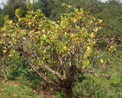 CSRB infested tree