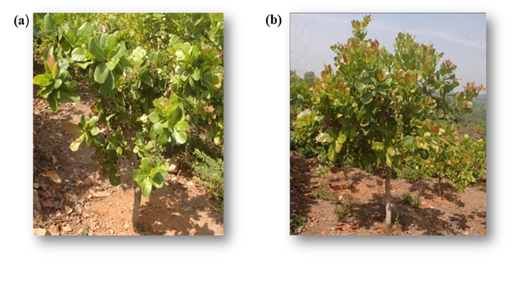 Cashew stress tolerance research